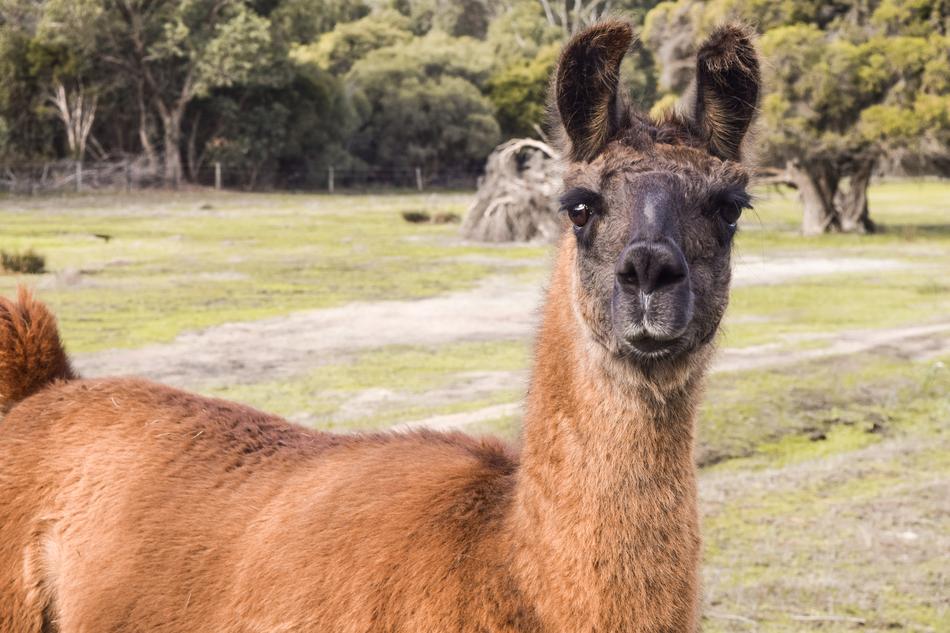 Llama Alpaca Grass