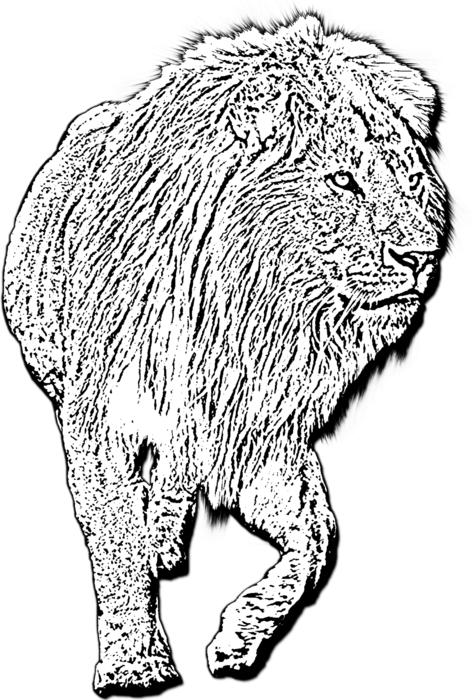 male lion walking lion lion walking
