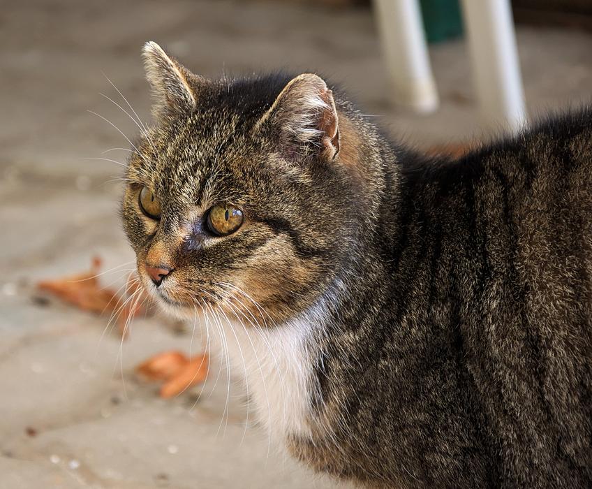 Domestic Cat Animal Portrait
