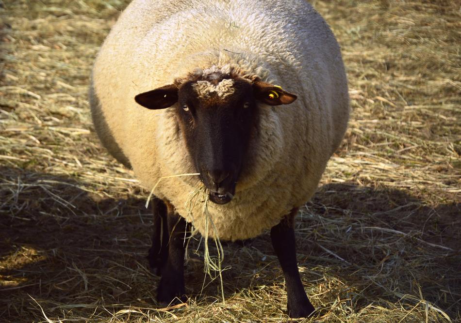 great white sheep