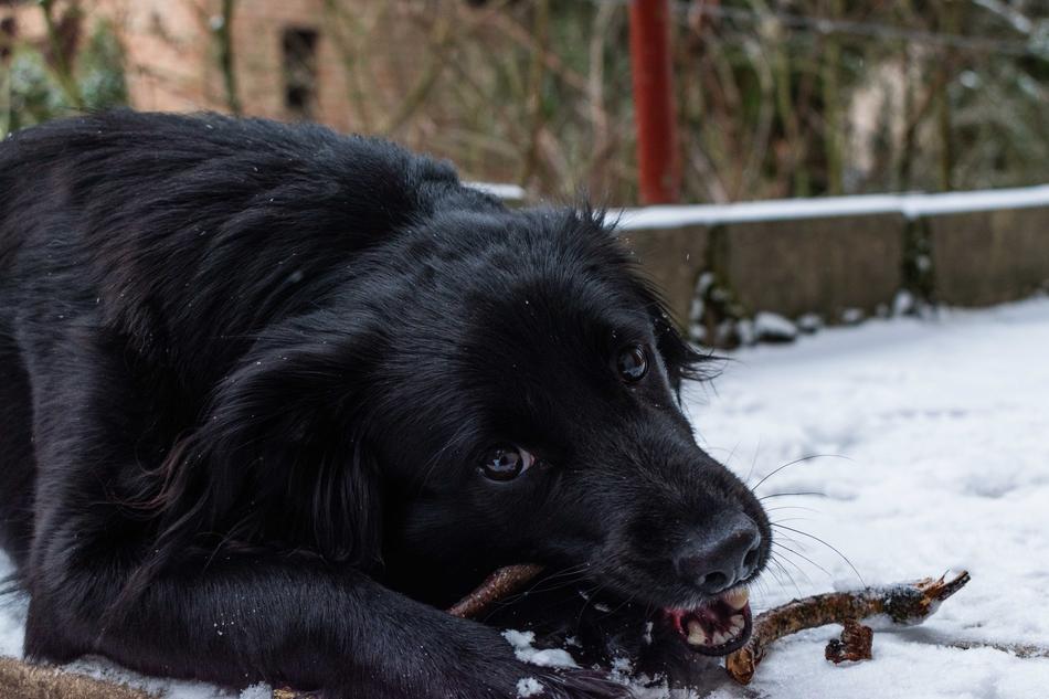 nice black dog