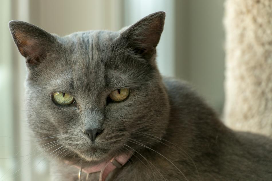 Cat Kitty Pet