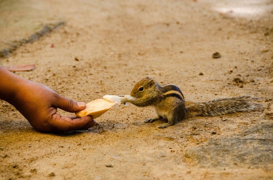 Squirrel Palm Cute