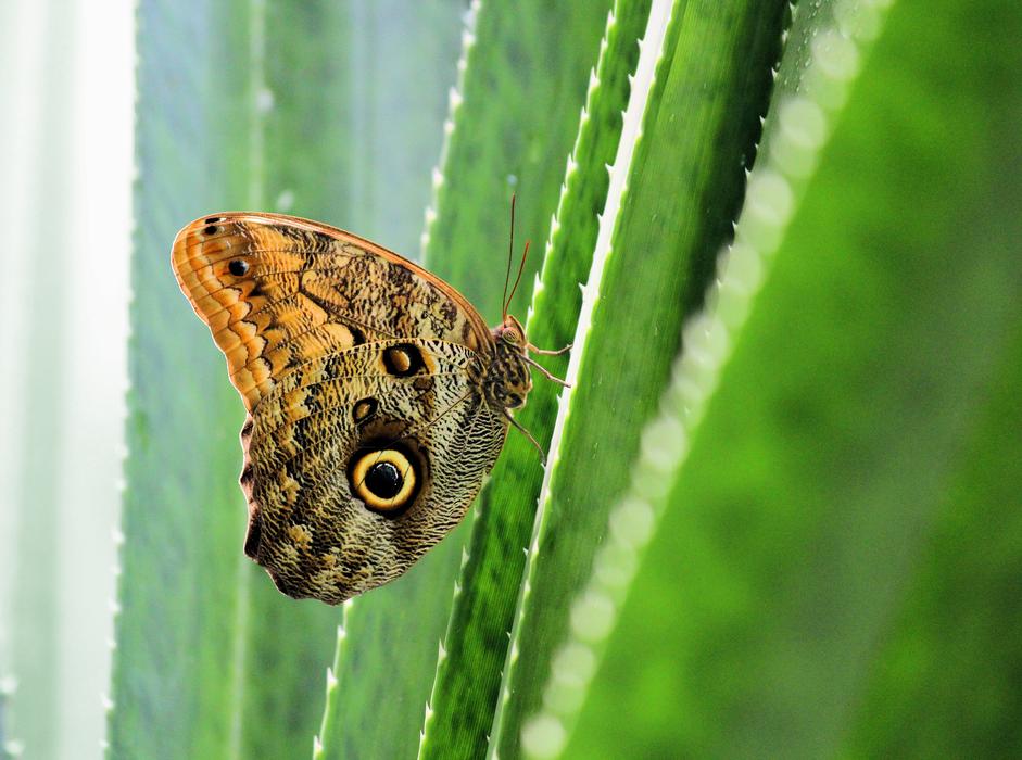 Butterfly Detail Cactus