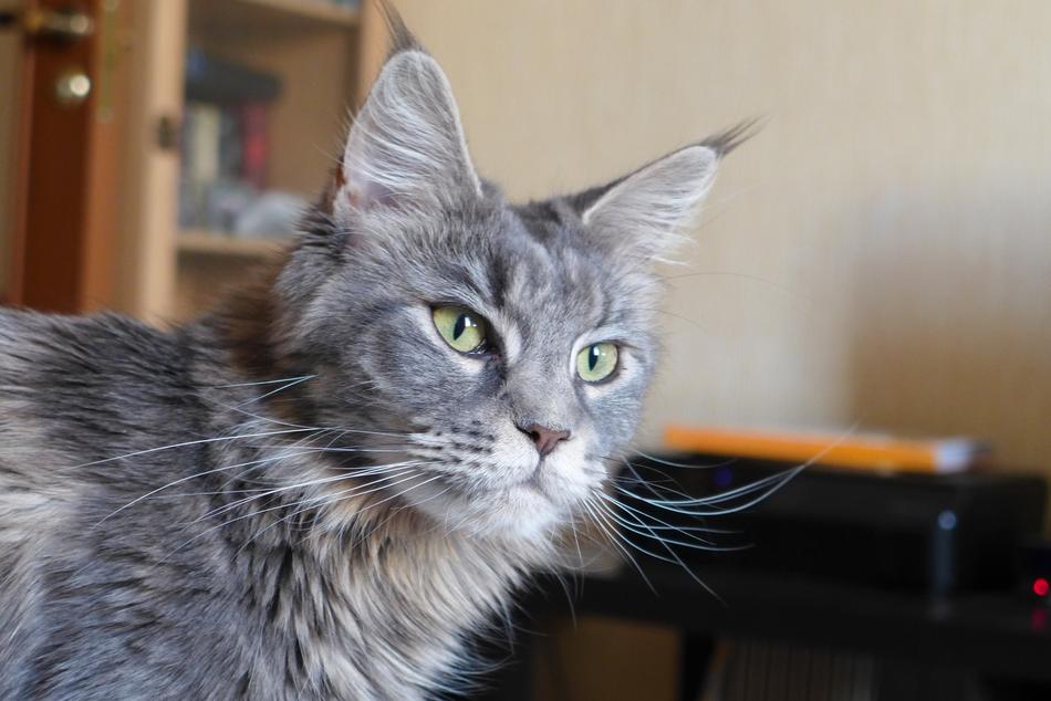 Maine Coon Cat Breed