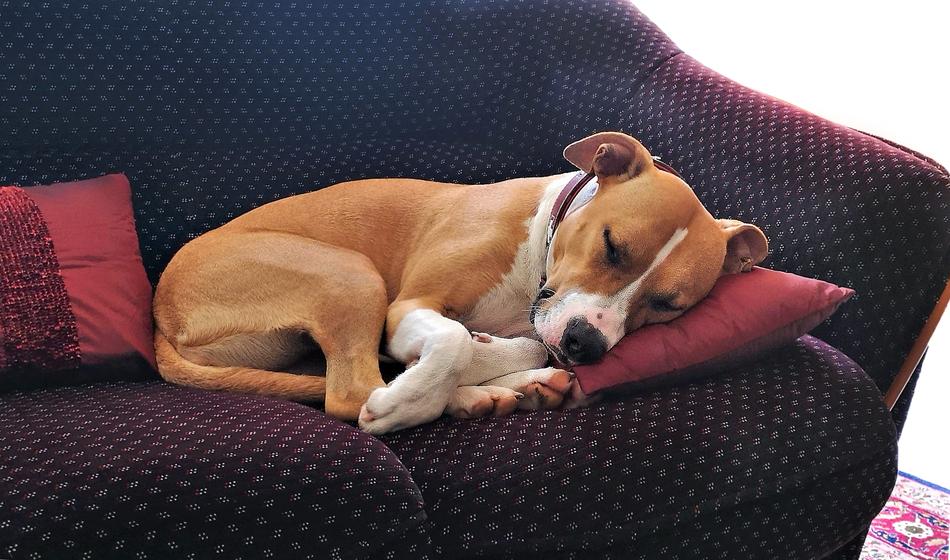 sleeping sweet dog in bed