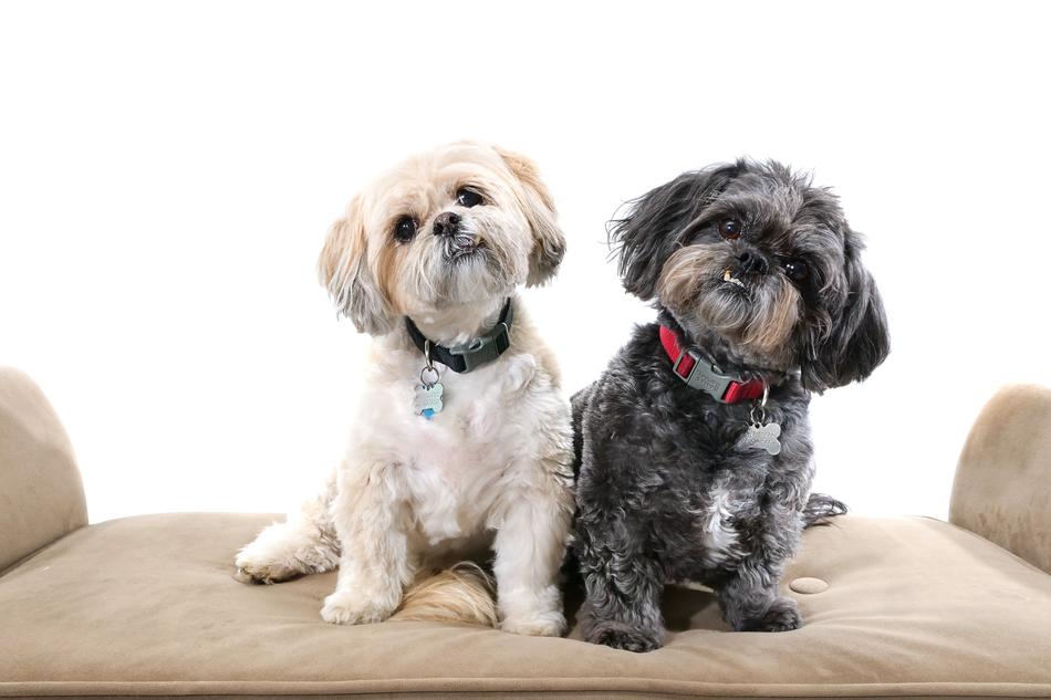 Dogs Shihtzus Cute