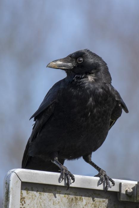 a black raven on an iron sign