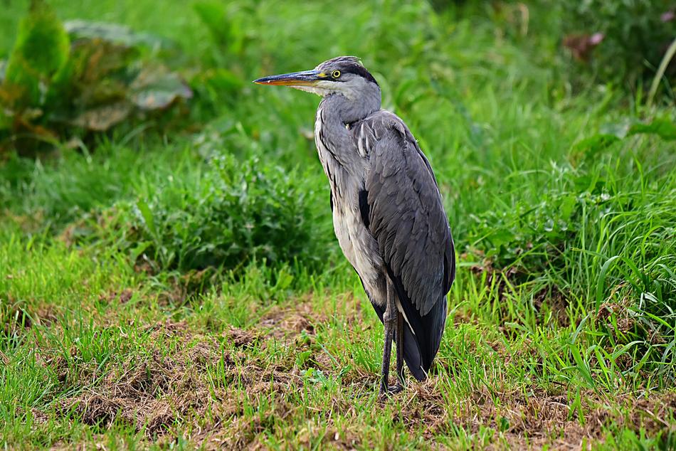 Heron Wading Bird Animal