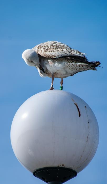 a beautiful bird on a lantern