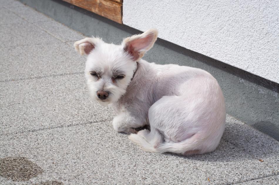 Dog Small White