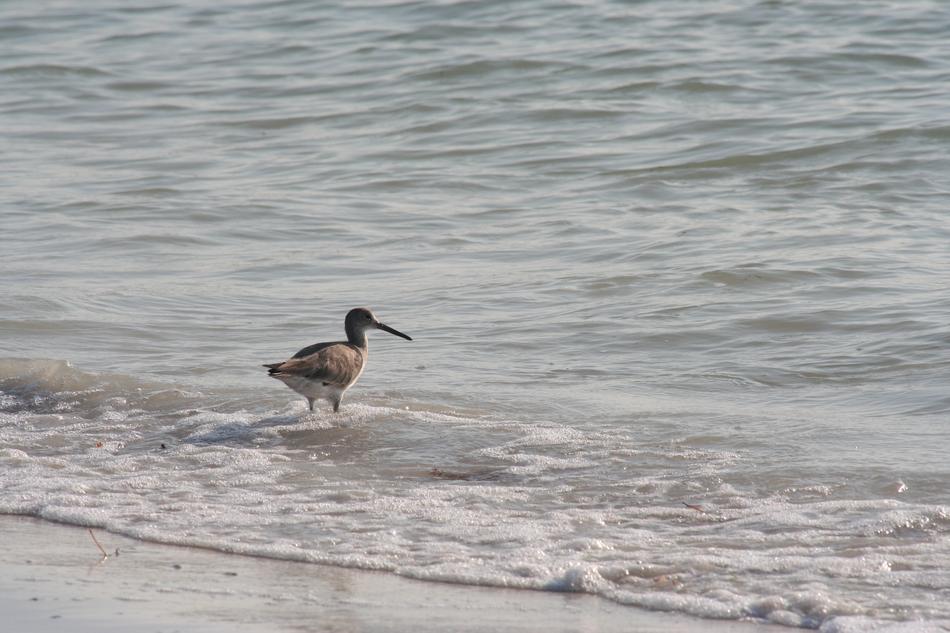 Bird Florida Beach