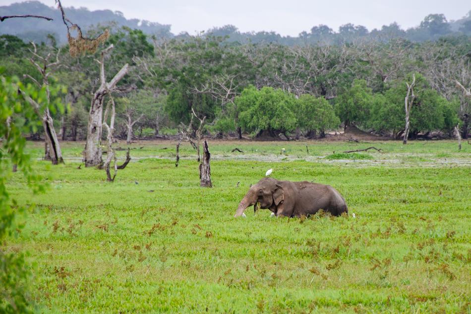 Sri Lanka Elephant Asian