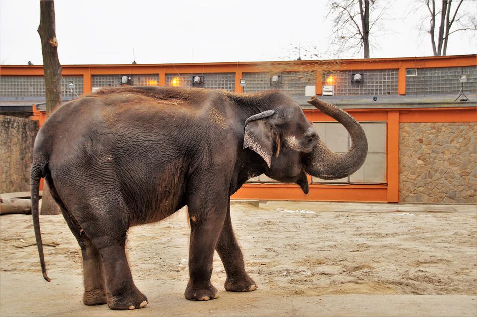 Elephant Indian Zoo