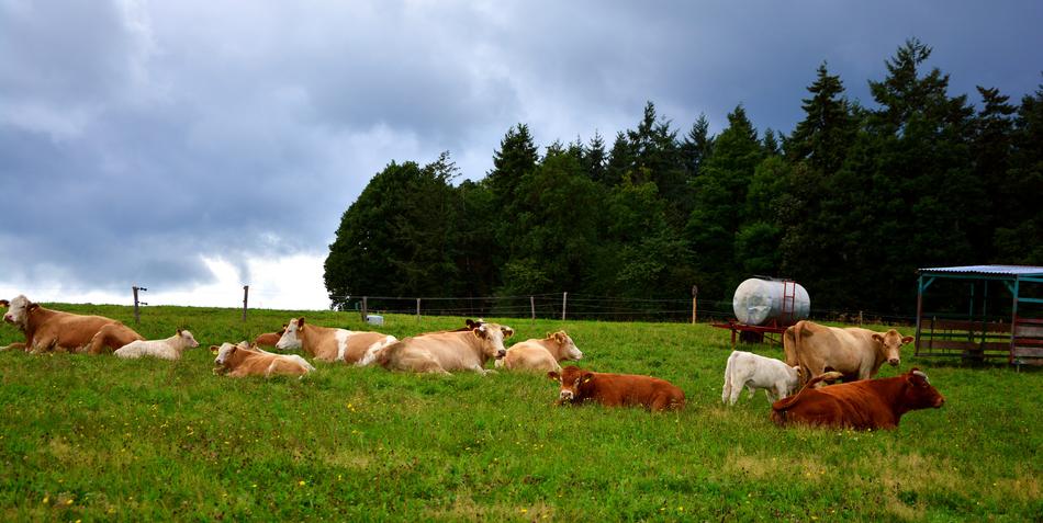 Pasture Cows Agriculture