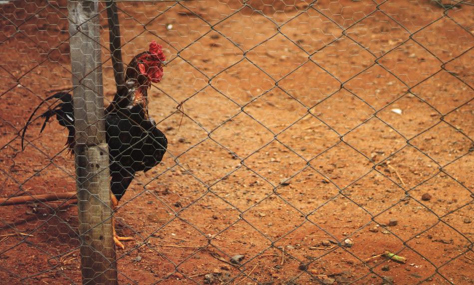 Hen House Cock