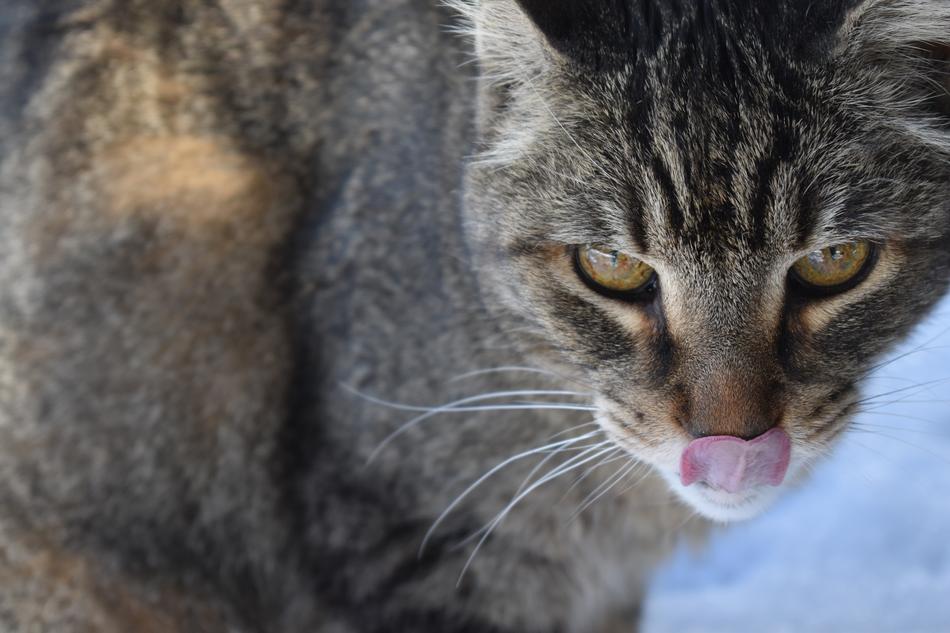Cats Tongue Animal