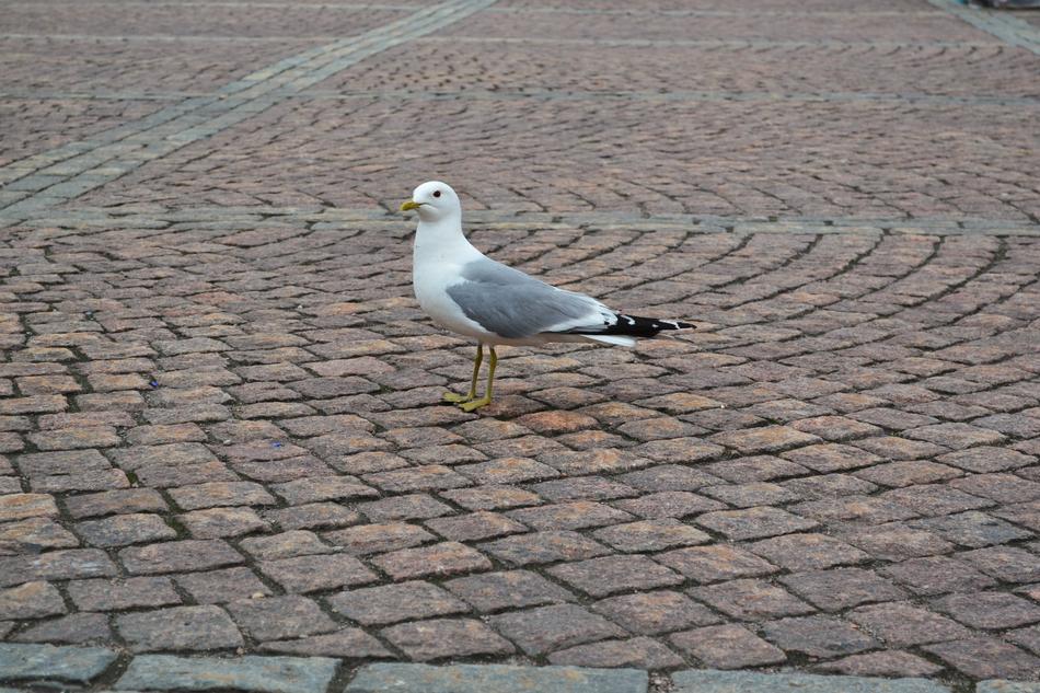 Bird Animal Wing