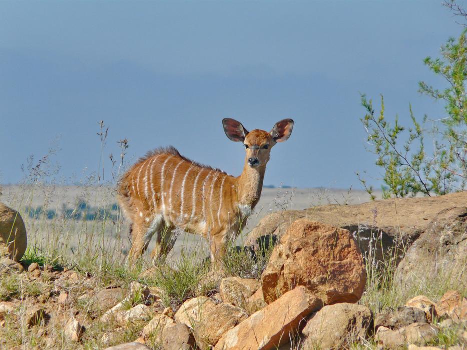 deer on rocks in safari