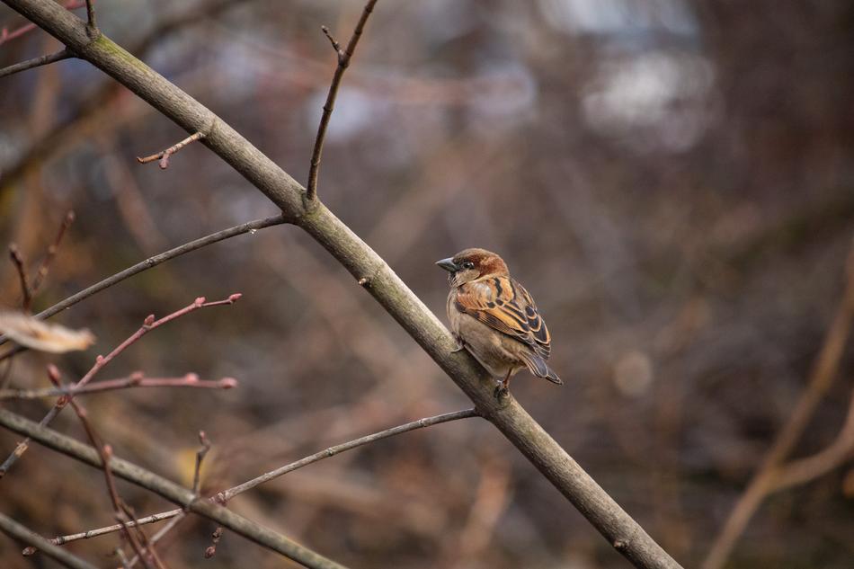 a little bird on a branch in the park.