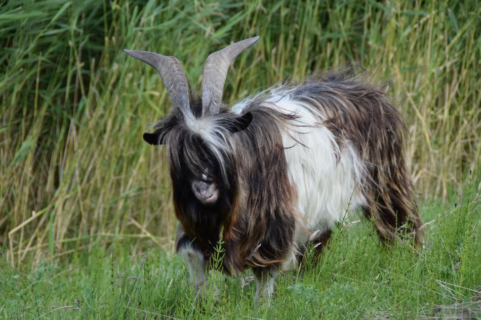 Goat Goats Cattle
