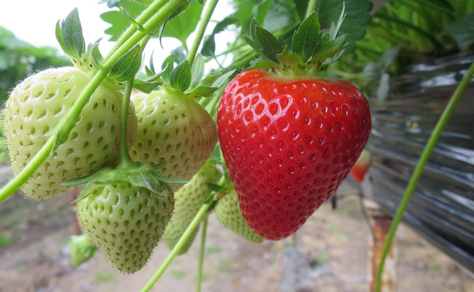 ripe strawberries among the greens