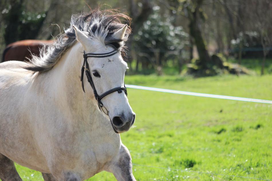 Horse Horses Animals
