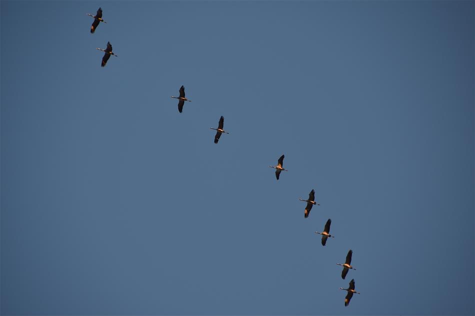 Cranes Birds Fly