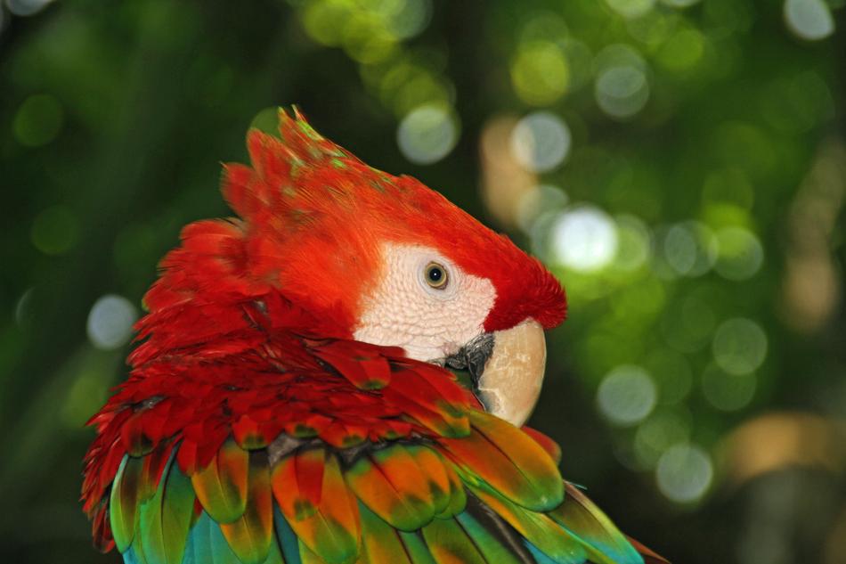 Parrot Colorful Bird