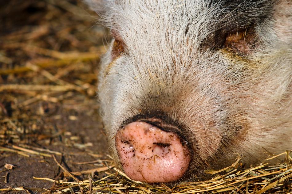 sleeping pig in the hay