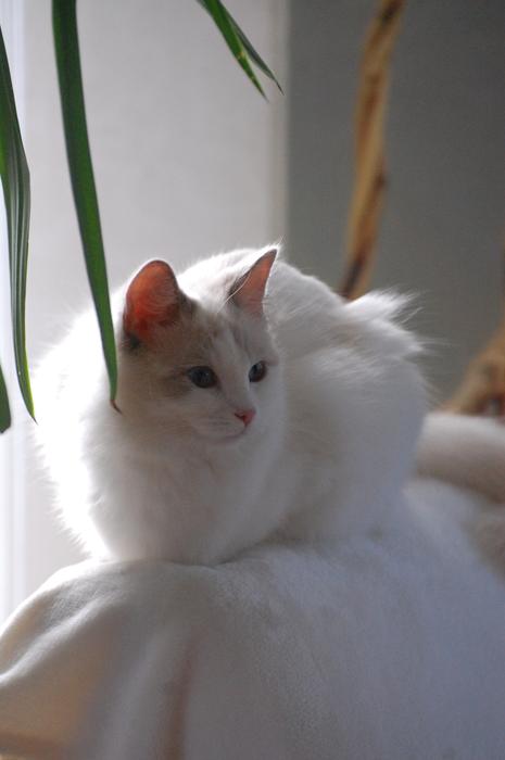 Cat Animals Fur