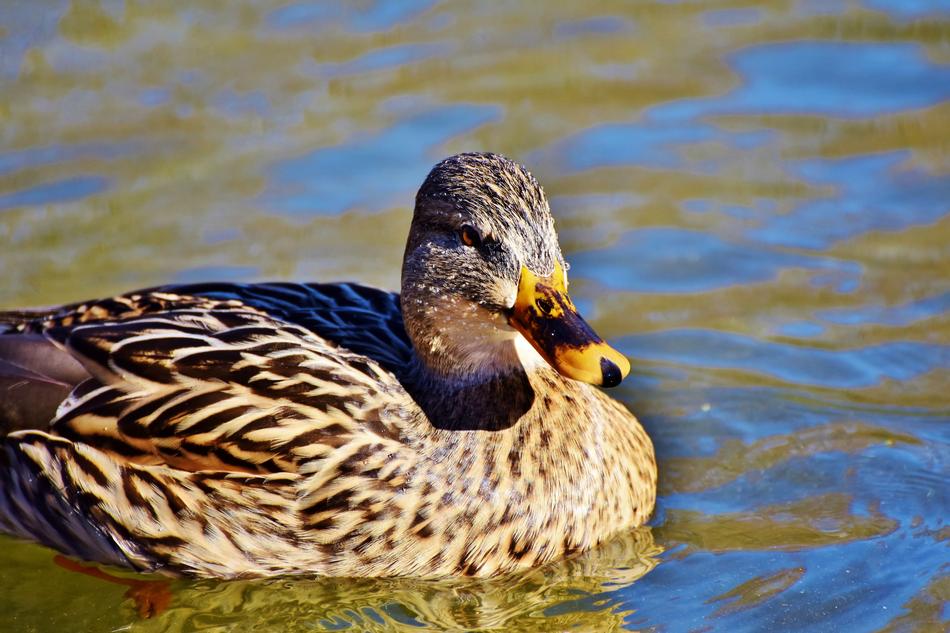 wild duck in the lakes