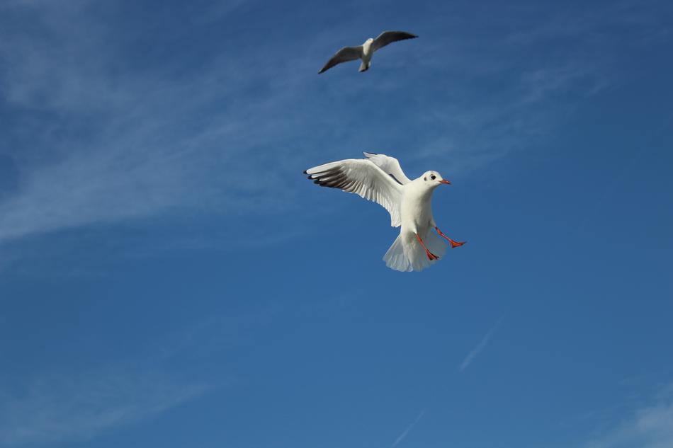Seagull Birds flying on blue sky