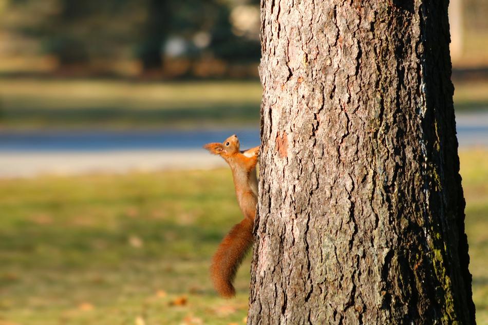 The Squirrel Redheaded Animal