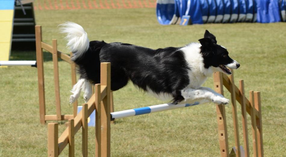 Dog Agility Fitness
