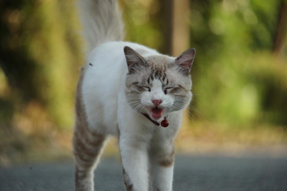 Cat Animal Pet