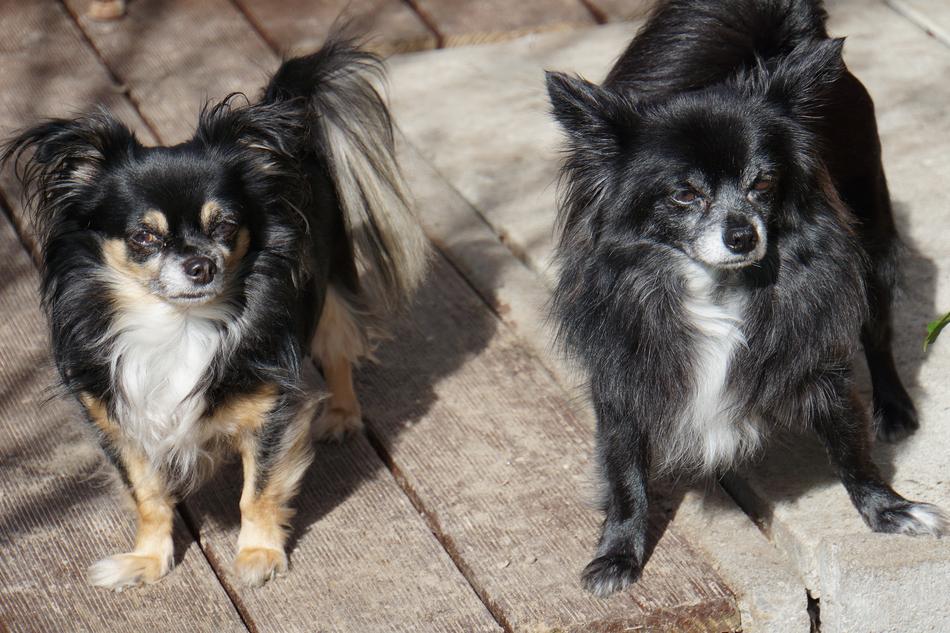 Chihuahua Double Pack Dogs Pet