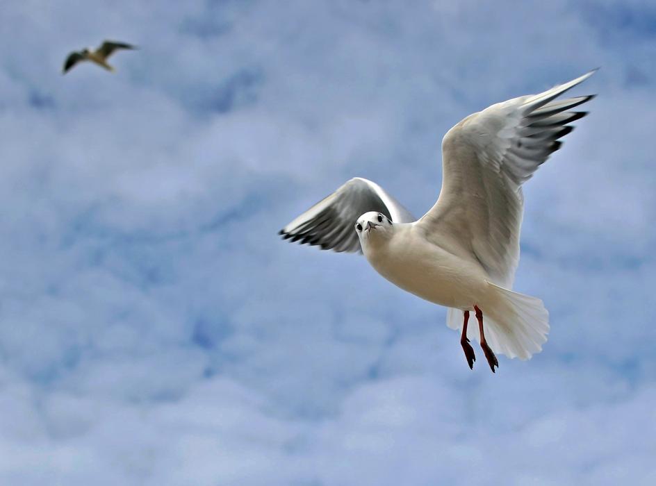 Sky Bird Flight