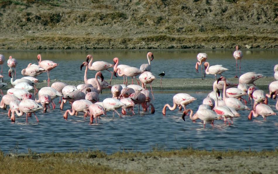 Bird Lesser Flamingo Phoeniconaias