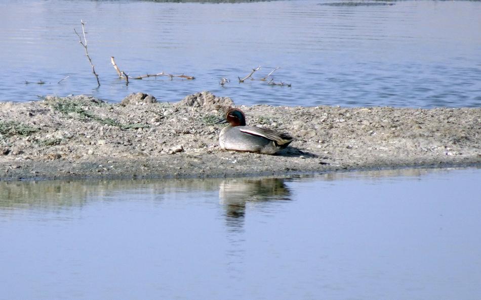 Bird Duck Eurasian Teal Common