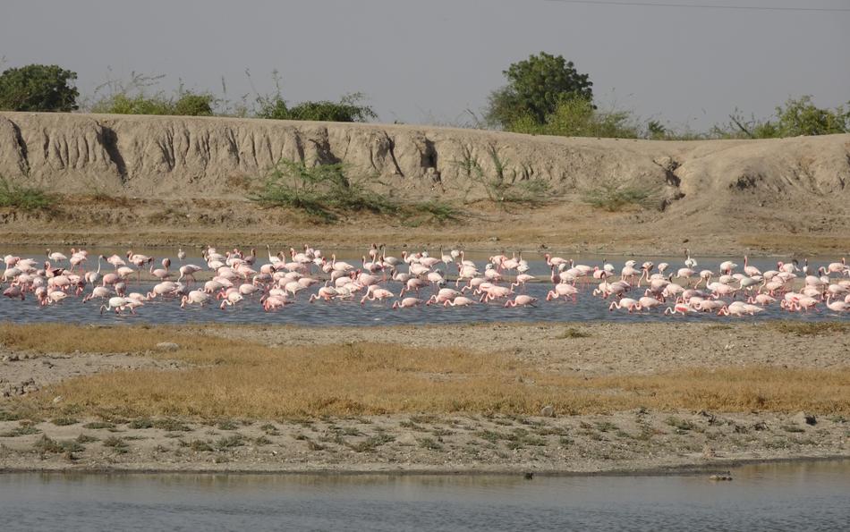 Bird Lesser Flamingo Phoeniconaias