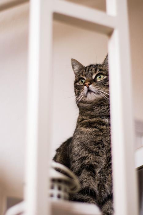 Cat Animals Kitten Domestic