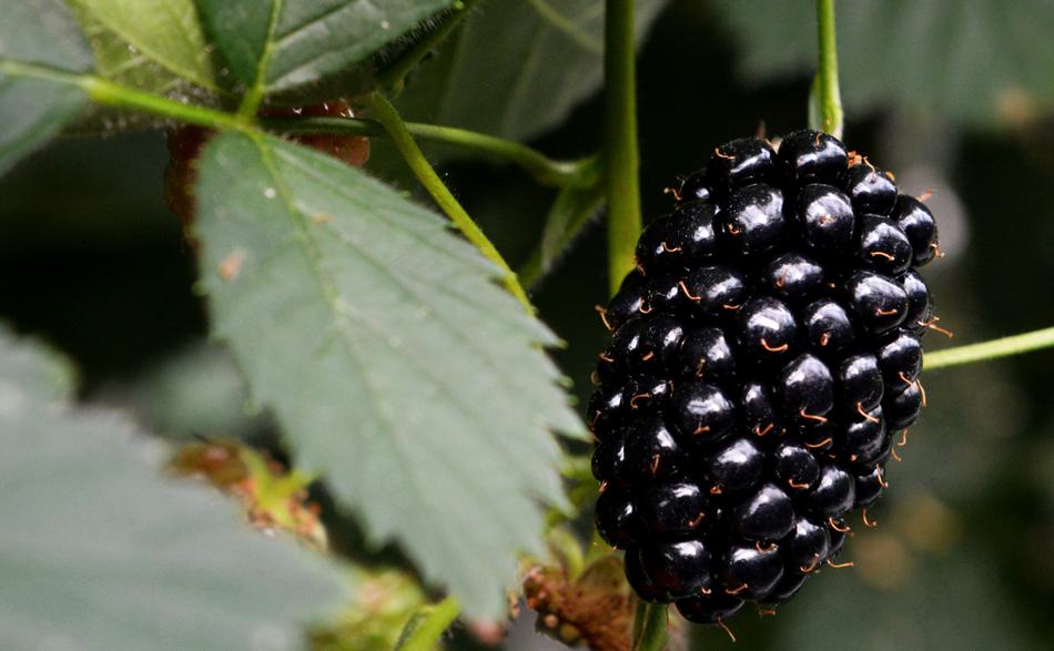 Blackberry green leaf