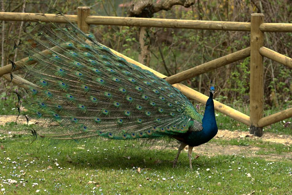 exotic Bird Peacock
