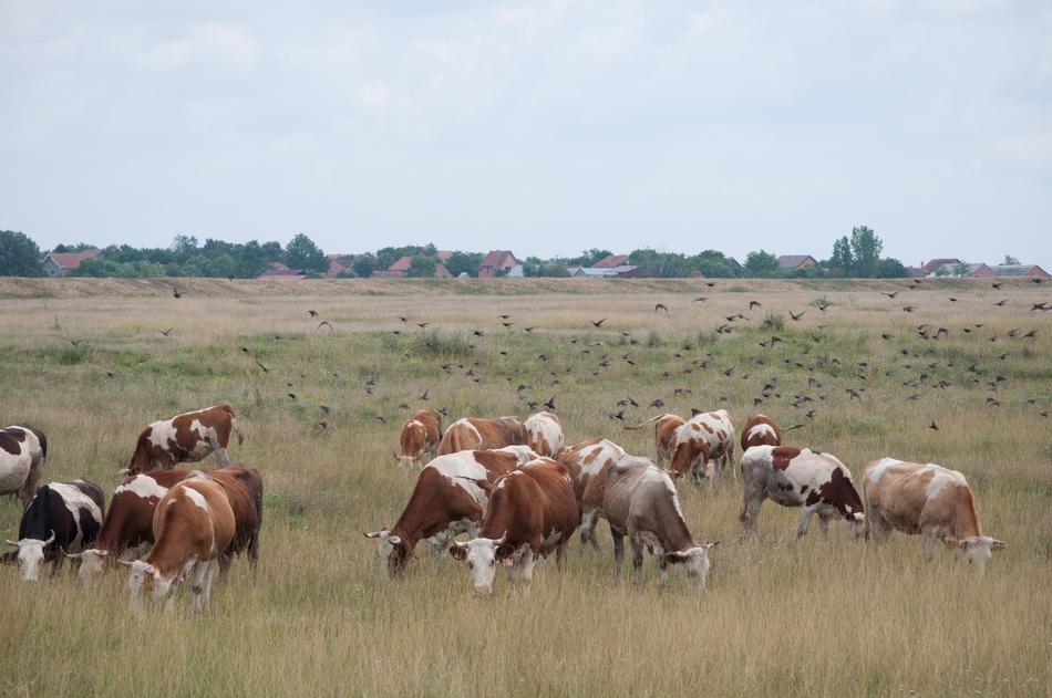 Cows Nodes The Village