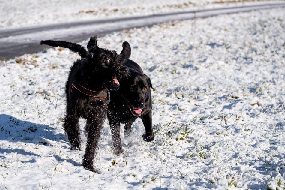 Labradoodle Dogs Play