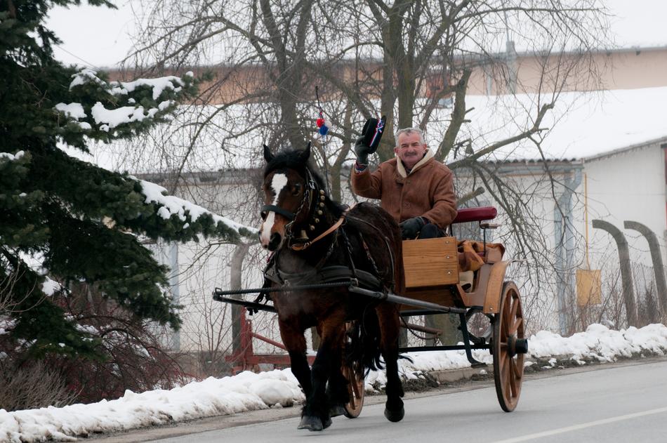 Horses Animal Ride
