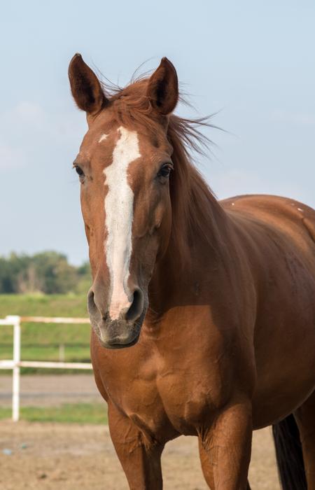 The Horse Chestnut
