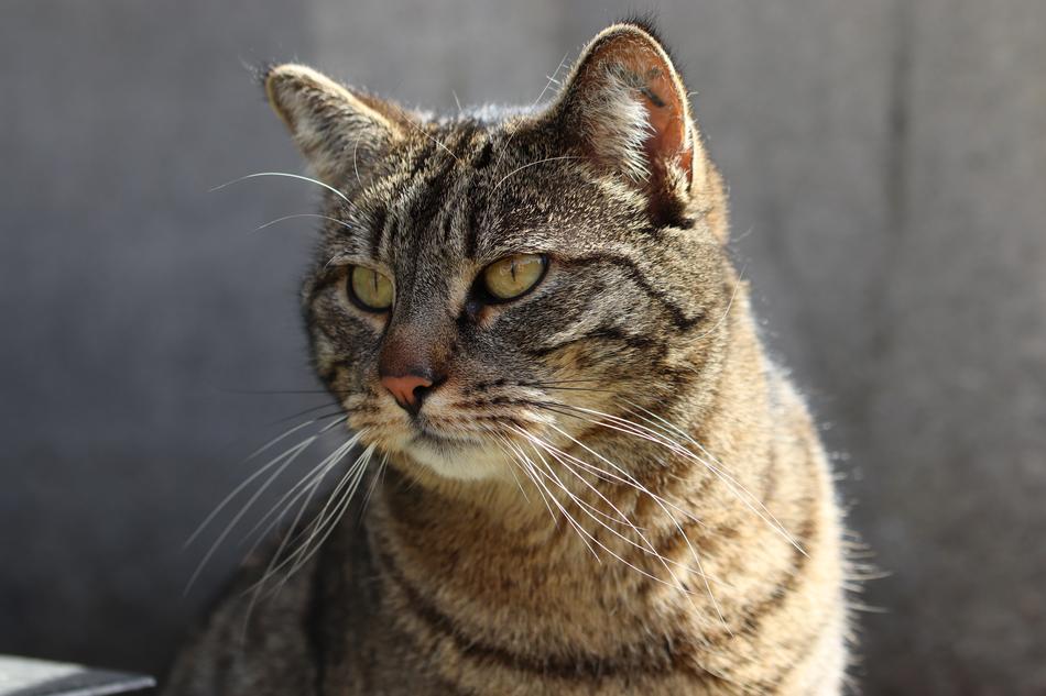 Cat Feline Look