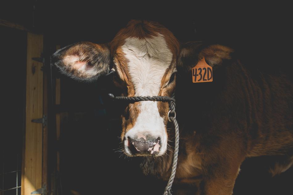 cow in the paddock
